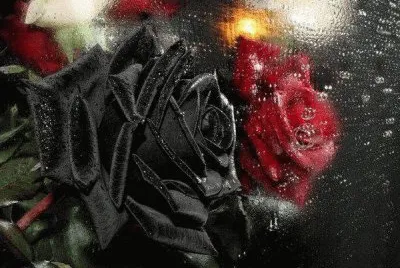 rosa negra y roja