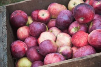 harvest time for apples