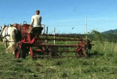 draft horse tilling