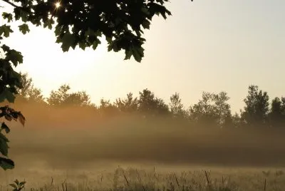 Misty backyard sunrise