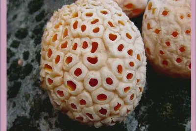 Cyttaria Darwinii - AmÃ©rica del Sur