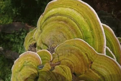 Bracket Fungi, or Shelf Fungi