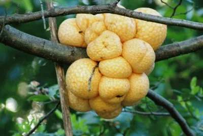 Cyttaria Harioti (Llao Llao) - Argentina