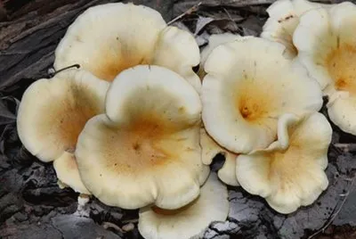 Omphalotus Nidiformis2