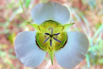 Mariposa