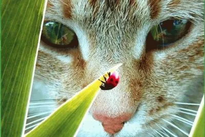 focus