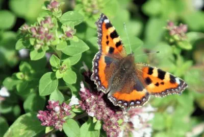 butterfly