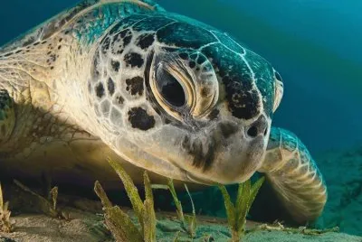 green sea turtle