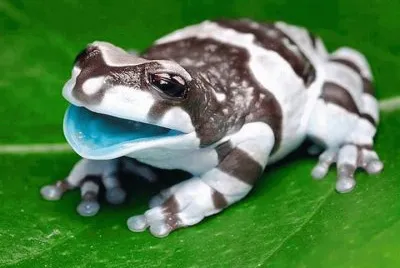 amazon milk frog