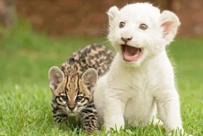 baby lion and ocelot