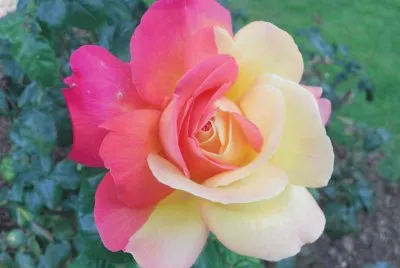 rose