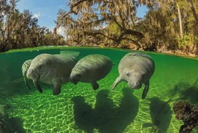 manatees