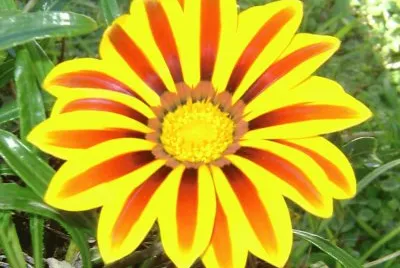 flores