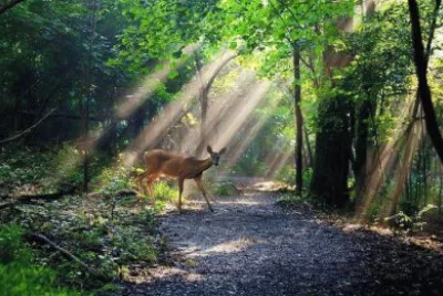 sunlight on the path