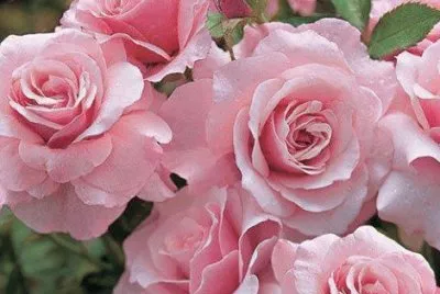 pink ladies