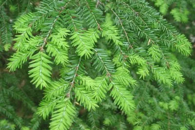hemlock