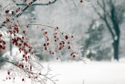 winter berries
