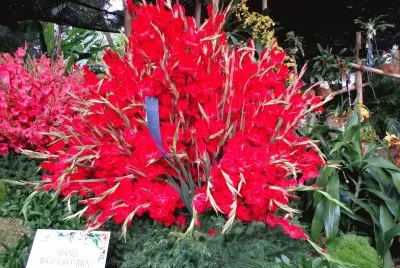flores exÃ³ticas