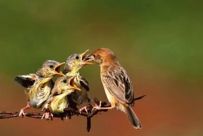 mama Colibri