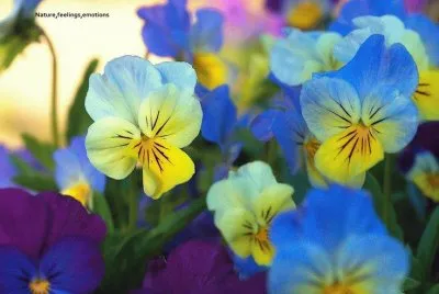 flores jigsaw puzzle
