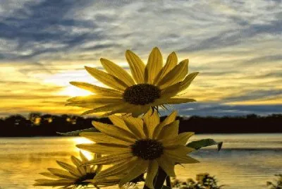flores jigsaw puzzle