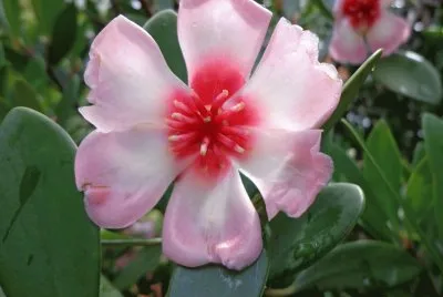 flor del chagualo o flor de cera