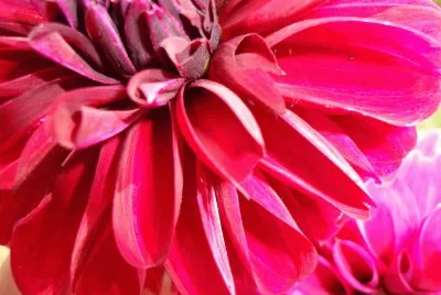 dalia