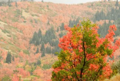 fall in Wyoming