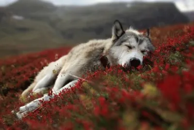 wolf sleeping