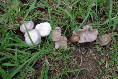 hongos