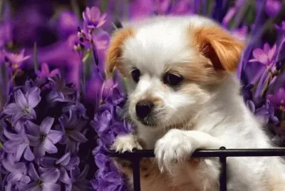 פאזל של Adorable Puppy in the Purple Flowers