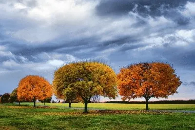 promise of fall