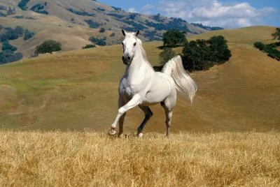 high plains romp
