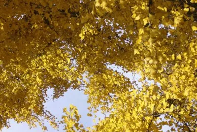 ginkgo biloba