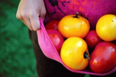 tomatoes from the garden