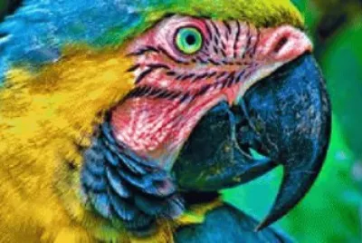 parrot