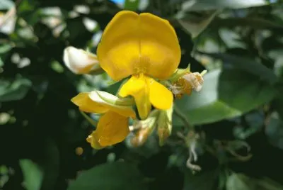 flor silvestre