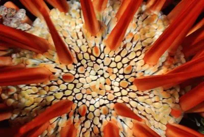 red pencil sea urchin