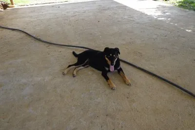 MI PERRITA