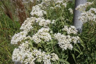 flores