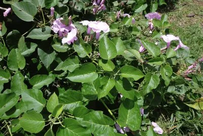 florecitas lilas
