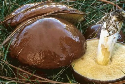 California Fungi - Suillus Brevipes