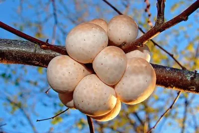 Cyttaria Espinosae - Chile