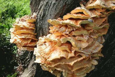 Laetiporus Sulphureus2