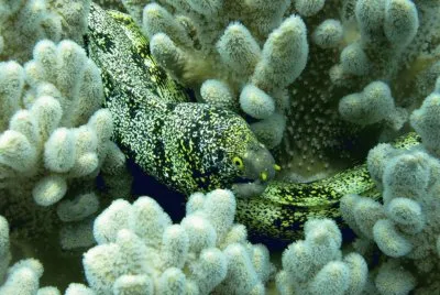 פאזל של Morena Copo de Nieve - Indonesia