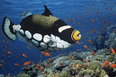 פאזל של Pez Ballesta Payaso