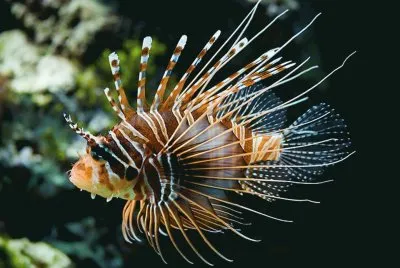 פאזל של Pez LeÃ³n - Indonesia