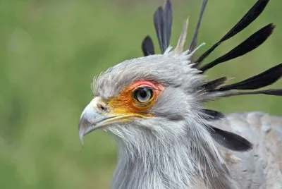 Sagittarius Serpentarius - Africa