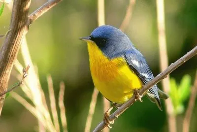 Sagittarius Serpentarius - Africa