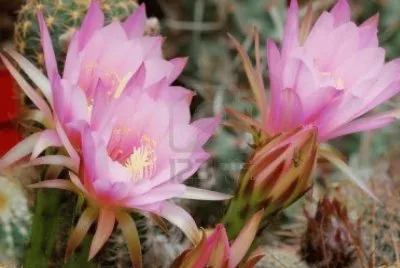 Flor de Cactus2.